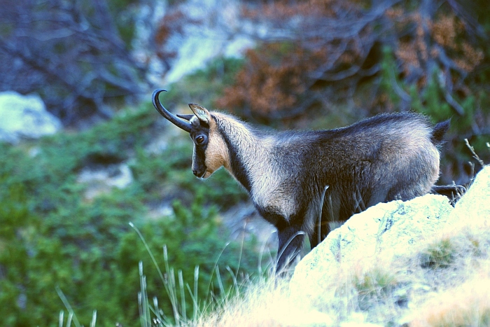 Camoscio d''Abruzzo Rupicapra pyrenaica ornata